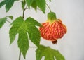 Abutilon flower: Flowering Maple Royalty Free Stock Photo