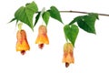 Abutilon flowers Royalty Free Stock Photo