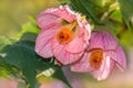Abutilon flowers in bloom Royalty Free Stock Photo