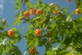 Abutilon flowers: Flowering Maple Royalty Free Stock Photo