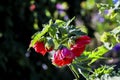 Abutilon Hybrids, Abutilon mill., Malvaceae Royalty Free Stock Photo