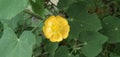 Abutilon indicum back Abutilon indicum leaf Royalty Free Stock Photo