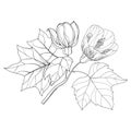 Branch with outline Abutilon or Indian mallow flower and leaf in black isolated on white background. Royalty Free Stock Photo