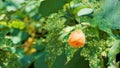 Abutilon pictum also known as Chinese lantern, Painted Indian mallow Royalty Free Stock Photo