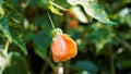 Abutilon pictum also known as Chinese lantern, Painted Indian mallow Royalty Free Stock Photo