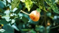 Abutilon pictum also known as Chinese lantern, Painted Indian mallow Royalty Free Stock Photo