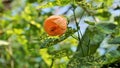 Abutilon pictum also known as Chinese lantern, Painted Indian mallow Royalty Free Stock Photo