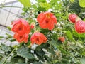 Abutilon pictum orange flowers. Common names Indian mallow, velvetleaf or flowering maple Royalty Free Stock Photo