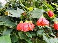 Abutilon pictum orange flowers. Common names Indian mallow, velvetleaf or flowering maple Royalty Free Stock Photo