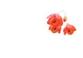 Abutilon pictum orange flowers isolated on white background with copy space Royalty Free Stock Photo