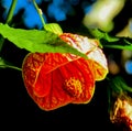 Abutilon Striatum Royalty Free Stock Photo