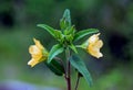 Velvetleaf, Abutilon theophrasti Royalty Free Stock Photo