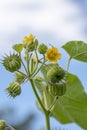 Abutilon theophrasti leaves and flowers. The plant is also known as  velvet plant, velvet weed, Chinese jute crown weed, Royalty Free Stock Photo