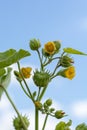 Abutilon theophrasti leaves and flowers. The plant is also known as  velvet plant, velvet weed, Chinese jute crown weed. Royalty Free Stock Photo