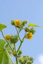 Abutilon theophrasti leaves and flowers. The plant is also known as  velvet plant, velvet weed, Chinese jute crown weed. Royalty Free Stock Photo
