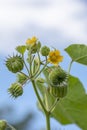 Abutilon theophrasti leaves and flowers. The plant is also known as  velvet plant, velvet weed, Chinese jute crown weed, button Royalty Free Stock Photo