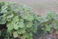 Abutilon theophrasti plant on jungle Royalty Free Stock Photo