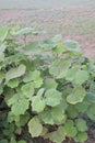 Abutilon theophrasti plant on jungle Royalty Free Stock Photo