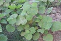 Abutilon theophrasti plant on jungle Royalty Free Stock Photo