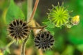 Abutilon theophrasti Royalty Free Stock Photo