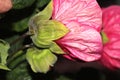 Abutilon x hybridum, Flowering maple, Chinese Lantern Royalty Free Stock Photo