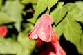 Abutilon x hybridum, Flowering maple, Chinese Lantern Royalty Free Stock Photo