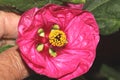Abutilon x hybridum, Flowering maple, Chinese Lantern Royalty Free Stock Photo