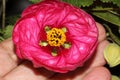 Abutilon x hybridum, Flowering maple, Chinese Lantern Royalty Free Stock Photo