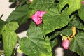 Abutilon x hybridum, Flowering maple, Chinese Lantern Royalty Free Stock Photo