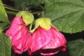 Abutilon x hybridum, Flowering maple, Chinese Lantern Royalty Free Stock Photo