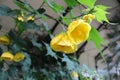 Abutilon yellow flower canary bird Royalty Free Stock Photo