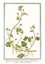 Abutilum procumbens Convolvulus althaeoides Royalty Free Stock Photo
