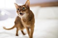 Abyssin Cat in the bedroom at home Royalty Free Stock Photo