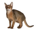 Abyssinian (9 months old) Royalty Free Stock Photo
