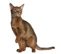 Abyssinian (9 months old) Royalty Free Stock Photo