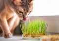 The Abyssinian blue beige cat licks grass for the health of pets on the windowsill. Conceptual photo of pet care and healthy food Royalty Free Stock Photo