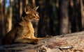 Abyssinian calm cat outdoors lying on tree trunk Royalty Free Stock Photo