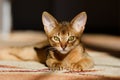 Abyssinian cat Royalty Free Stock Photo