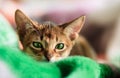 Abyssinian cat Royalty Free Stock Photo