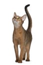 Abyssinian cat, 11 months old Royalty Free Stock Photo