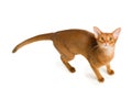 Abyssinian cat Royalty Free Stock Photo