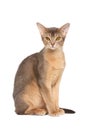 Abyssinian cat Royalty Free Stock Photo