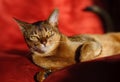 Abyssinian cat Royalty Free Stock Photo