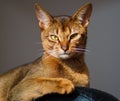 Abyssinian cat Royalty Free Stock Photo