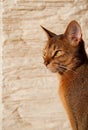 Abyssinian cat Royalty Free Stock Photo