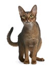 Abyssinian Cat, 14 months old, standing Royalty Free Stock Photo