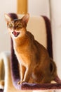 Abyssinian cat Royalty Free Stock Photo