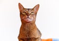 Abyssinian cat Royalty Free Stock Photo