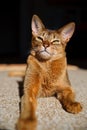 Abyssinian cat Royalty Free Stock Photo