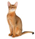 Abyssinian cat